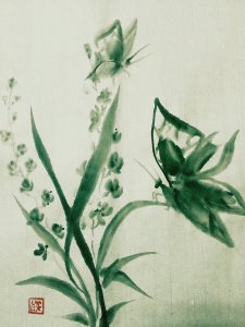 Mariposas y orquídeas